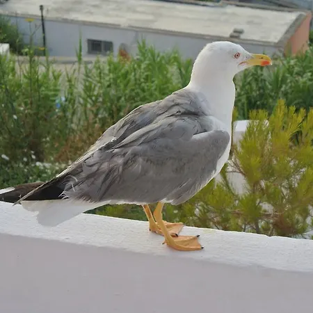 Oda ve Kahvaltı Casa Carmela Ponza